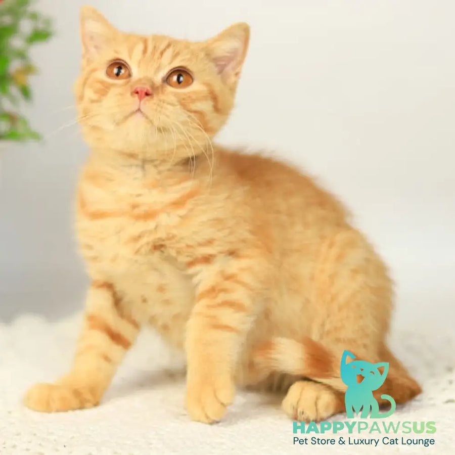 Odin British Shorthair male red - live animals