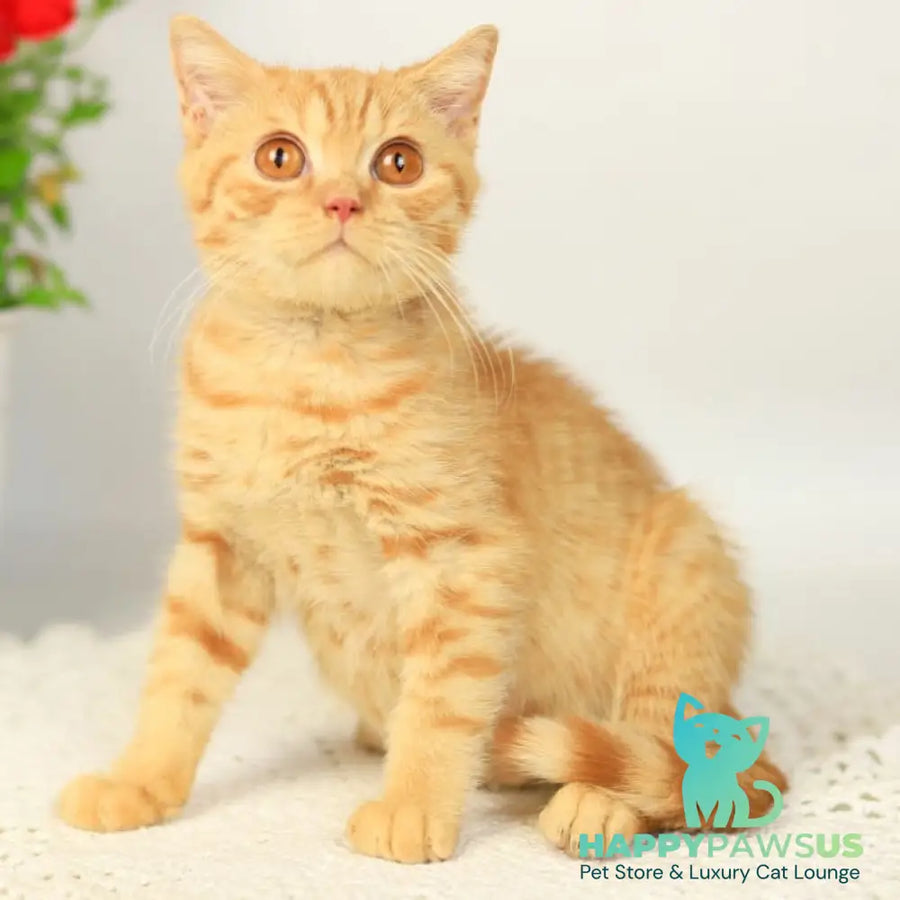 Odin British Shorthair male red - live animals
