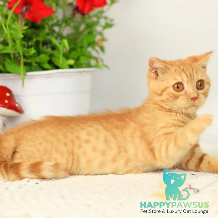 Odin British Shorthair male red - live animals