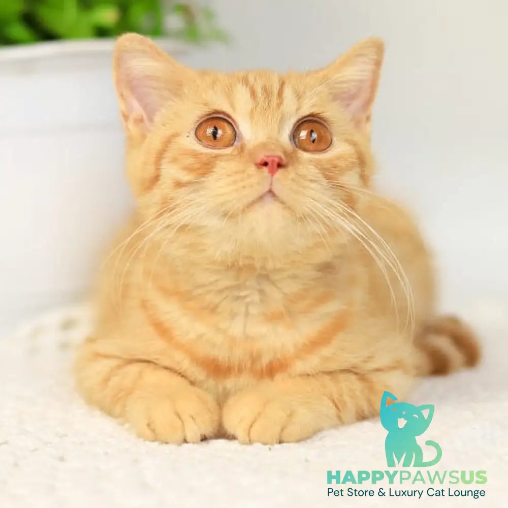 Odin British Shorthair male red - live animals