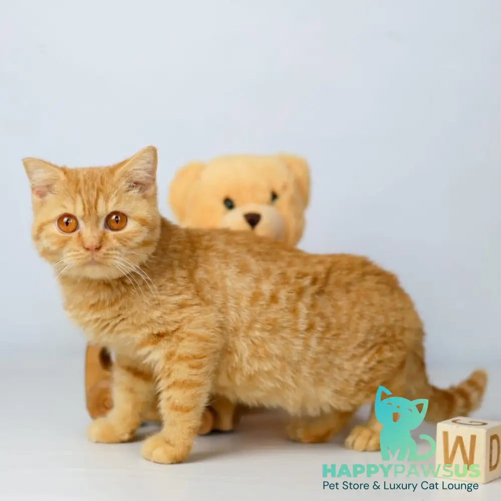 Odin British Shorthair male red - live animals