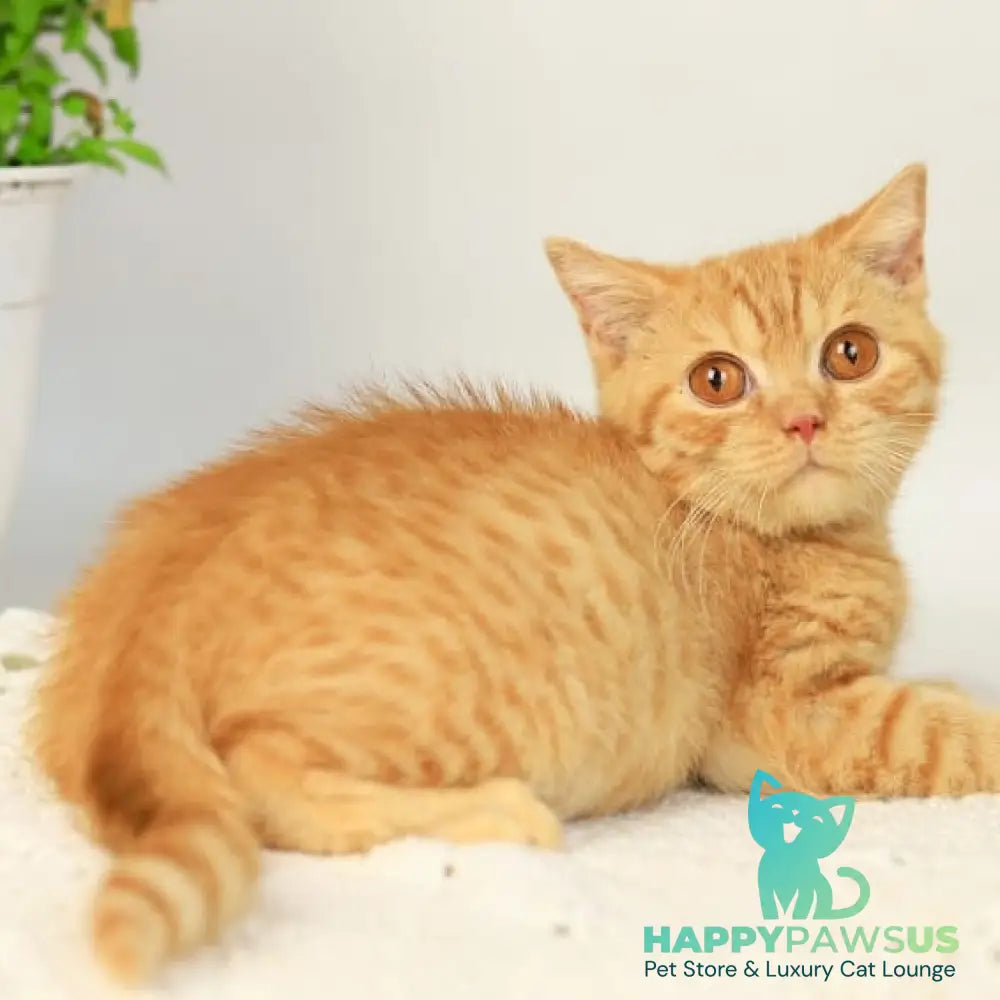 Odin British Shorthair male red - live animals