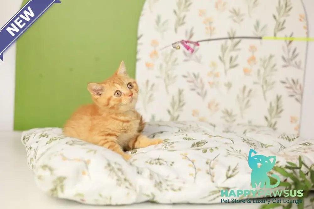 Odin British Shorthair male red - live animals