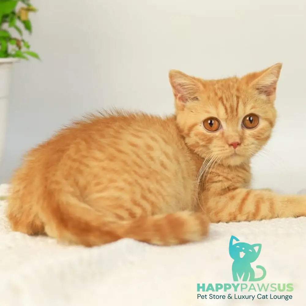 Odin British Shorthair male red - live animals