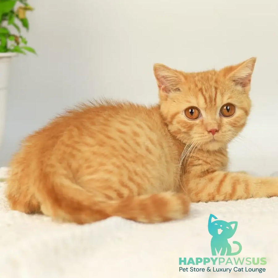 Odin British Shorthair male red - live animals