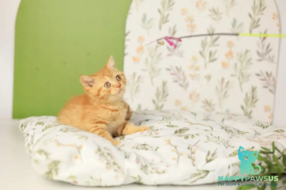 Odin British Shorthair male red - live animals