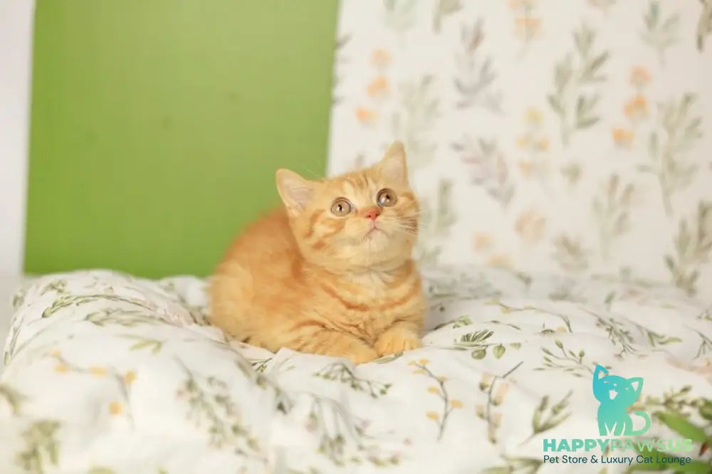 Odin British Shorthair male red - live animals