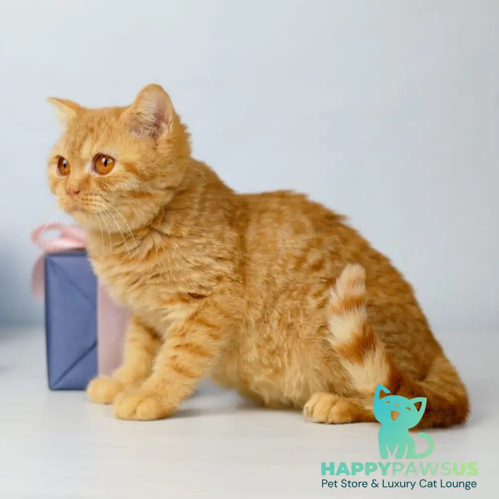 Odin British Shorthair male red - live animals