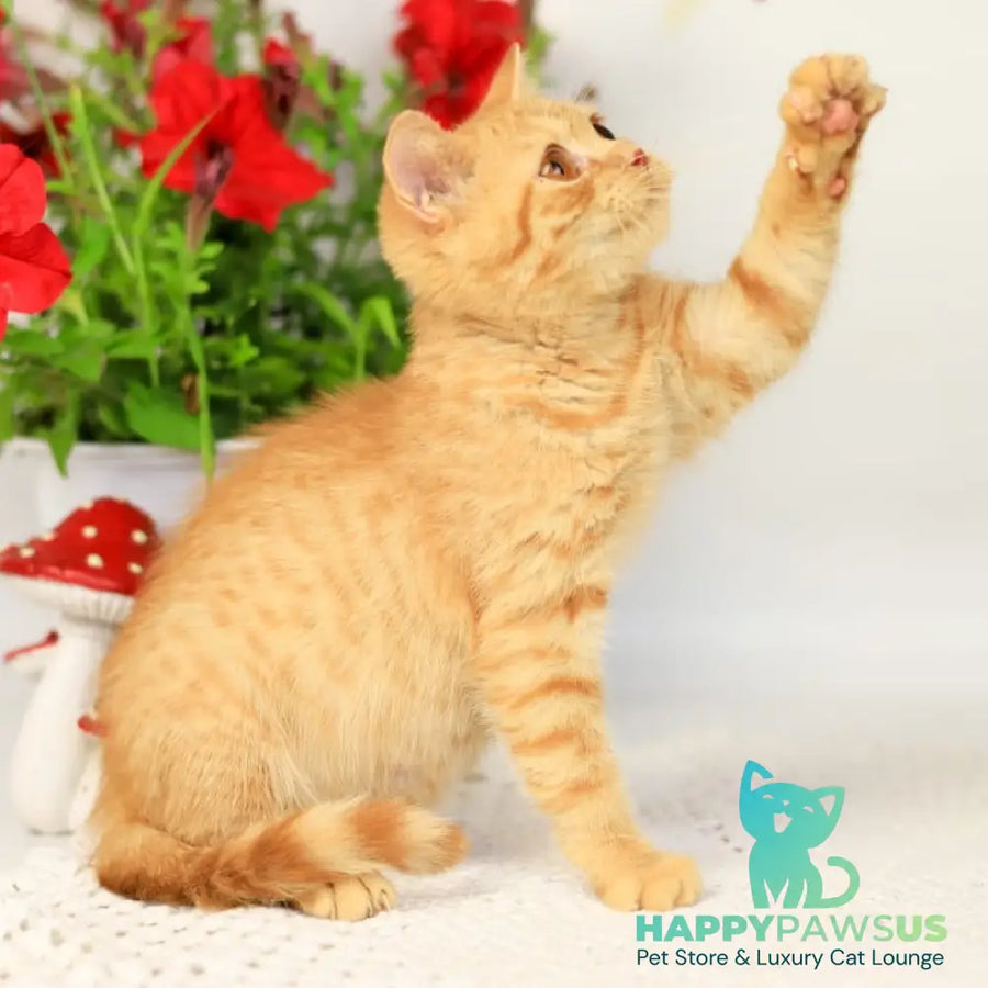 Odin British Shorthair male red - live animals