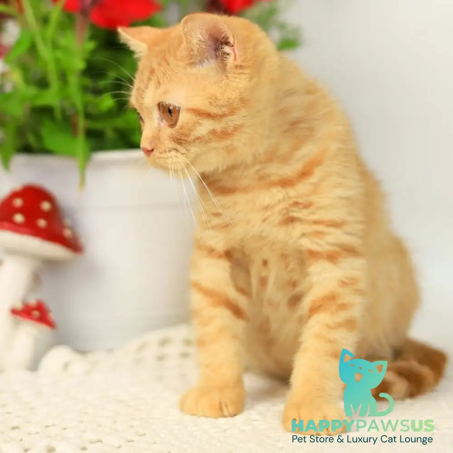 Odin British Shorthair male red - live animals
