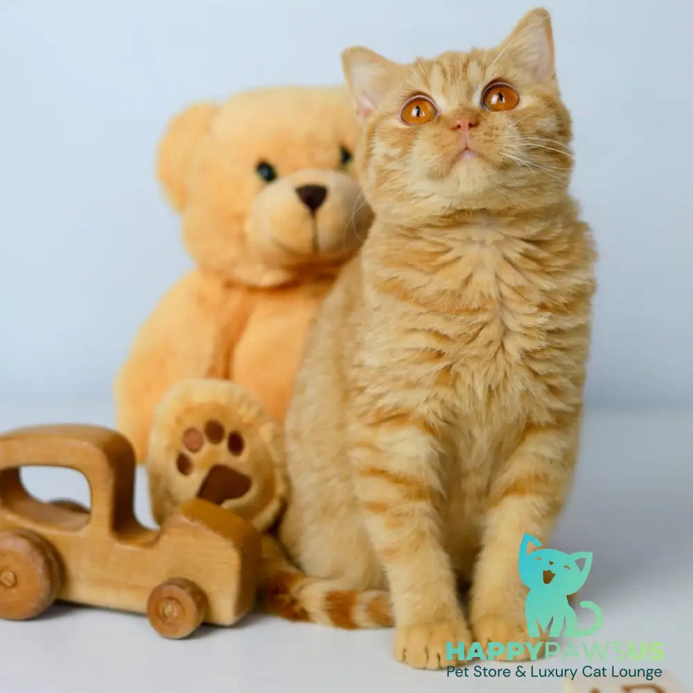 Odin British Shorthair male red - live animals
