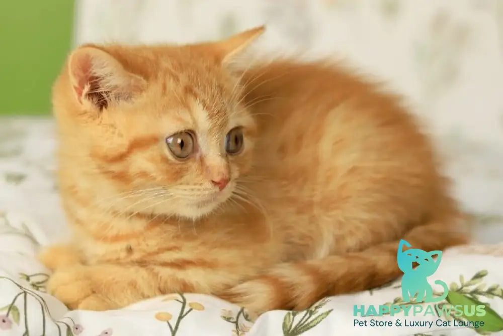 Odin British Shorthair male red - live animals