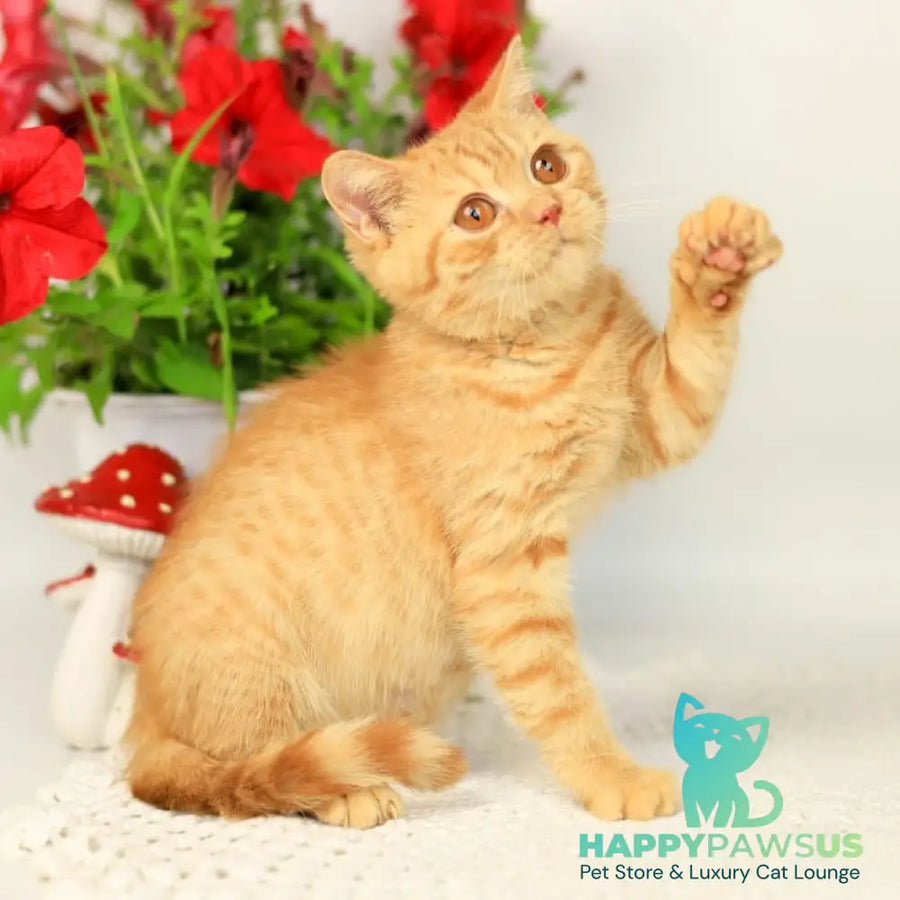Odin British Shorthair male red - live animals