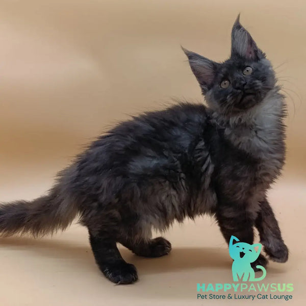 Odin Maine Coon male black silver - live animals