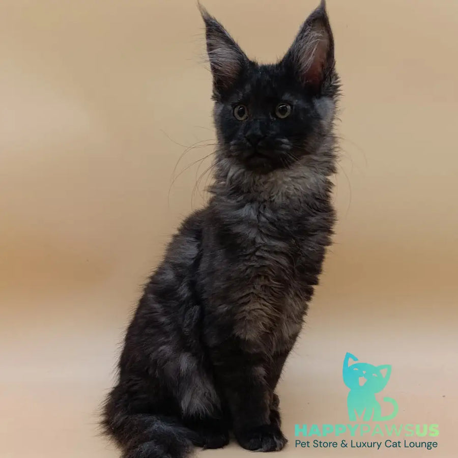 Odin Maine Coon male black silver - live animals