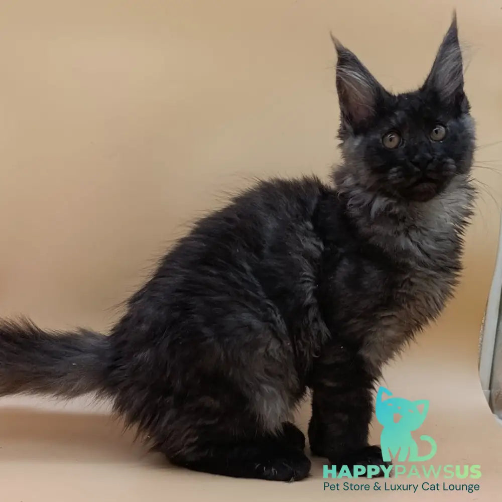 Odin Maine Coon male black silver - live animals