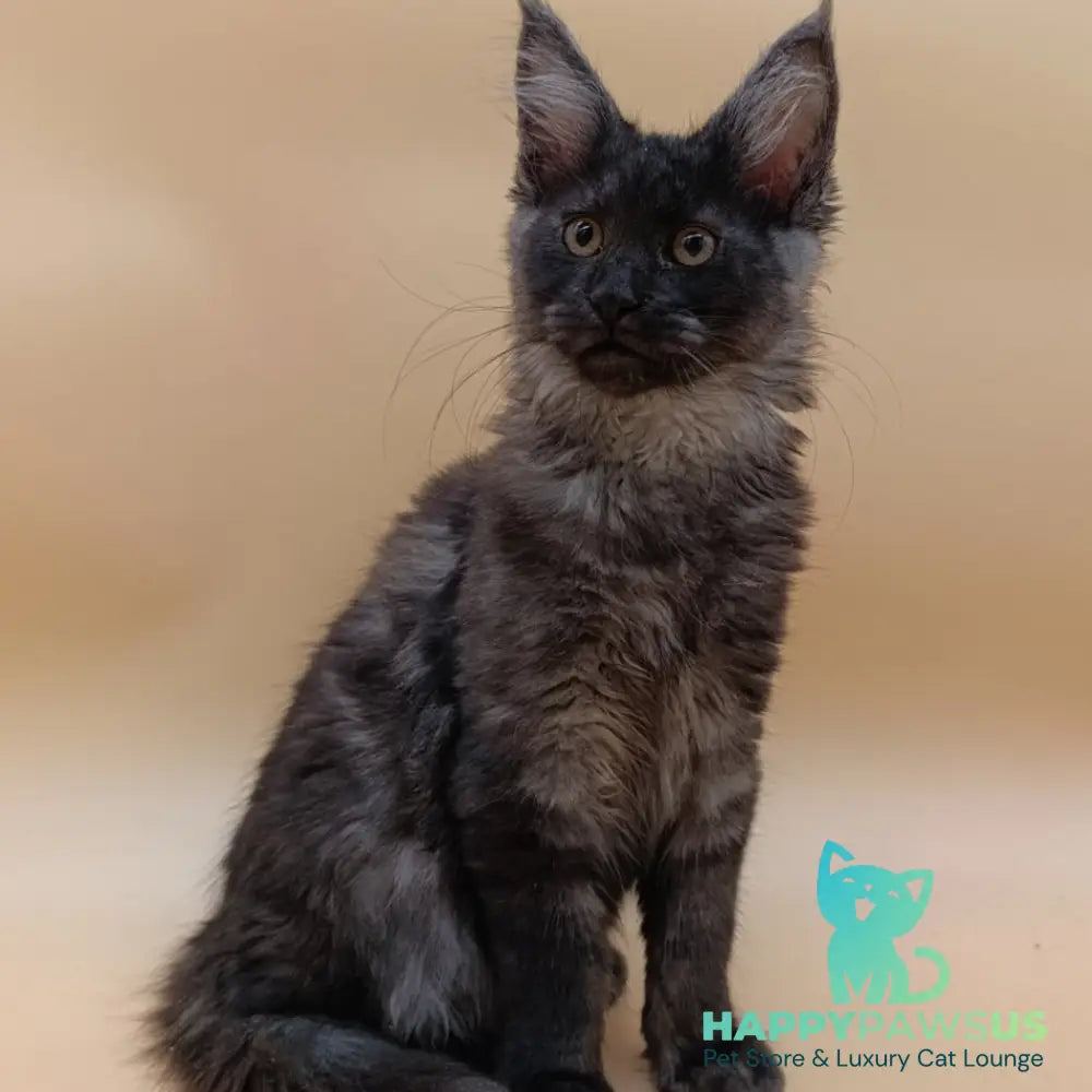 Odin Maine Coon male black silver - live animals