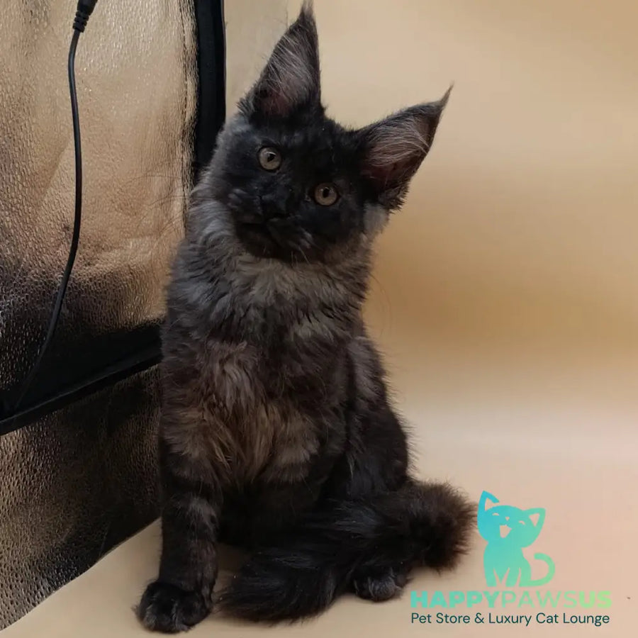 Odin Maine Coon male black silver - live animals