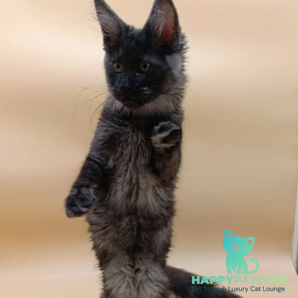 Odin Maine Coon male black silver - live animals