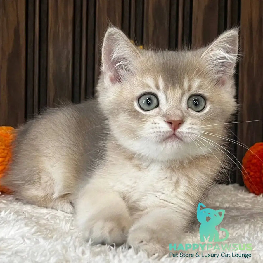 Odin Scottish Straight male blue golden chinchilla - live animals