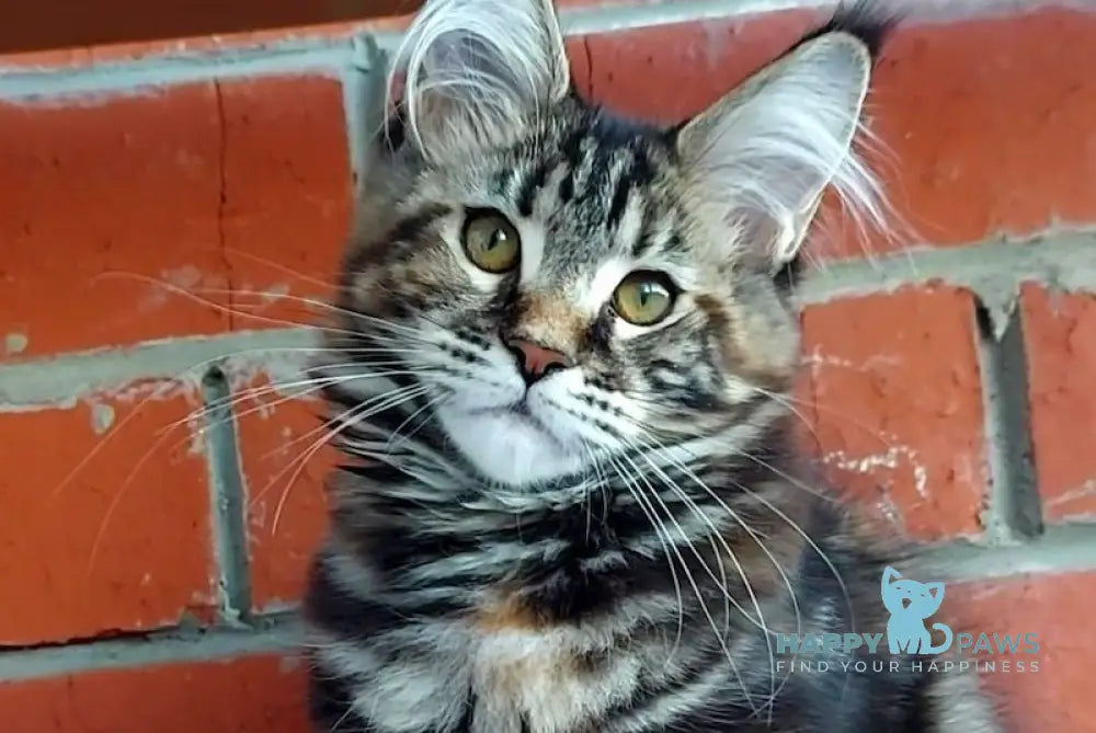 Odisseja Maine Coon female black tortie tabby live animals