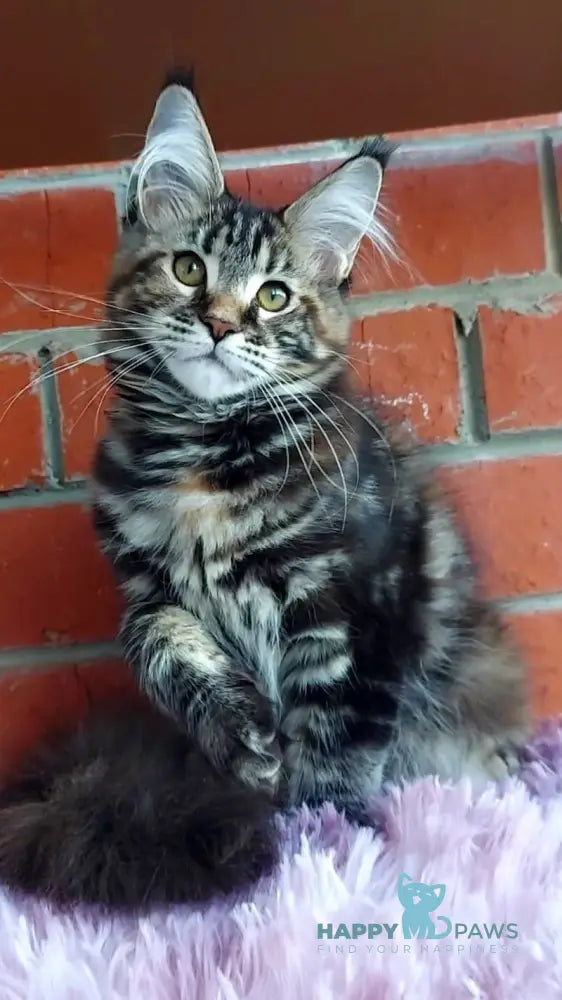 Odisseja Maine Coon female black tortie tabby live animals