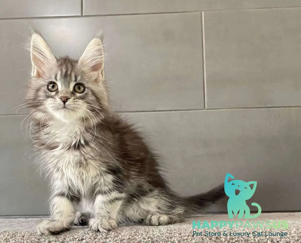 Odre Maine Coon female black silver tabby live animals