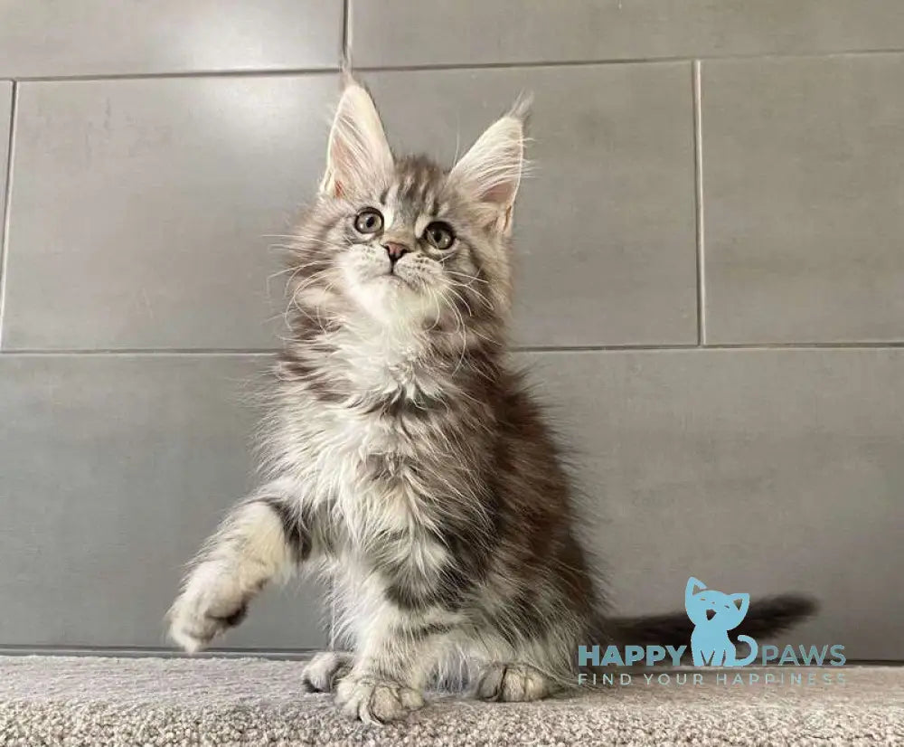 Odre Maine Coon female black silver tabby live animals