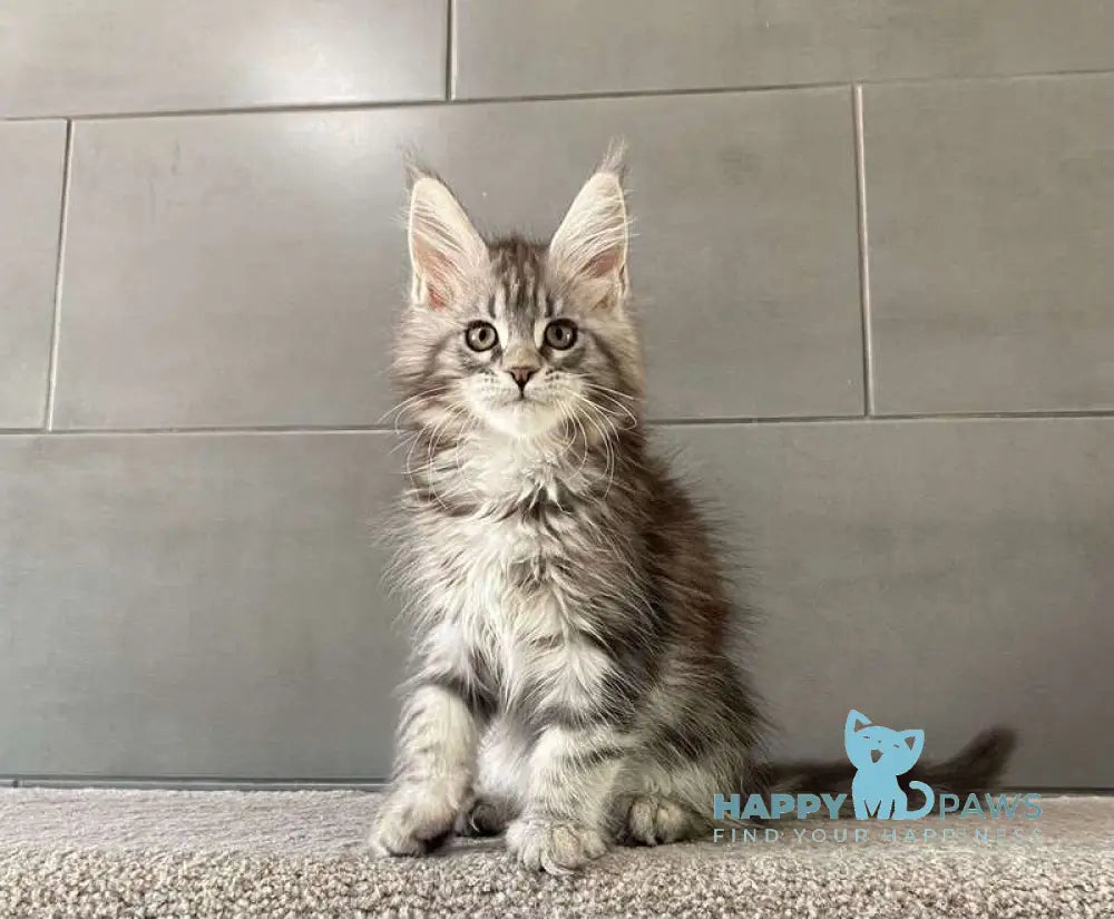 Odre Maine Coon female black silver tabby live animals