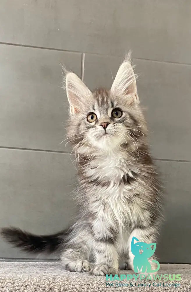 Odre Maine Coon female black silver tabby live animals
