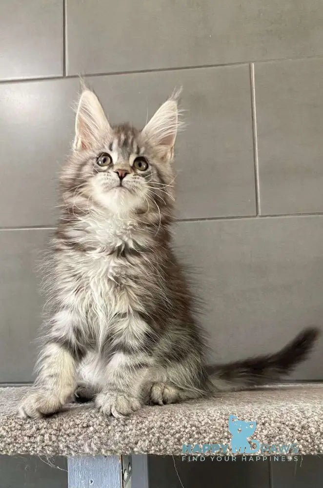 Odre Maine Coon female black silver tabby live animals