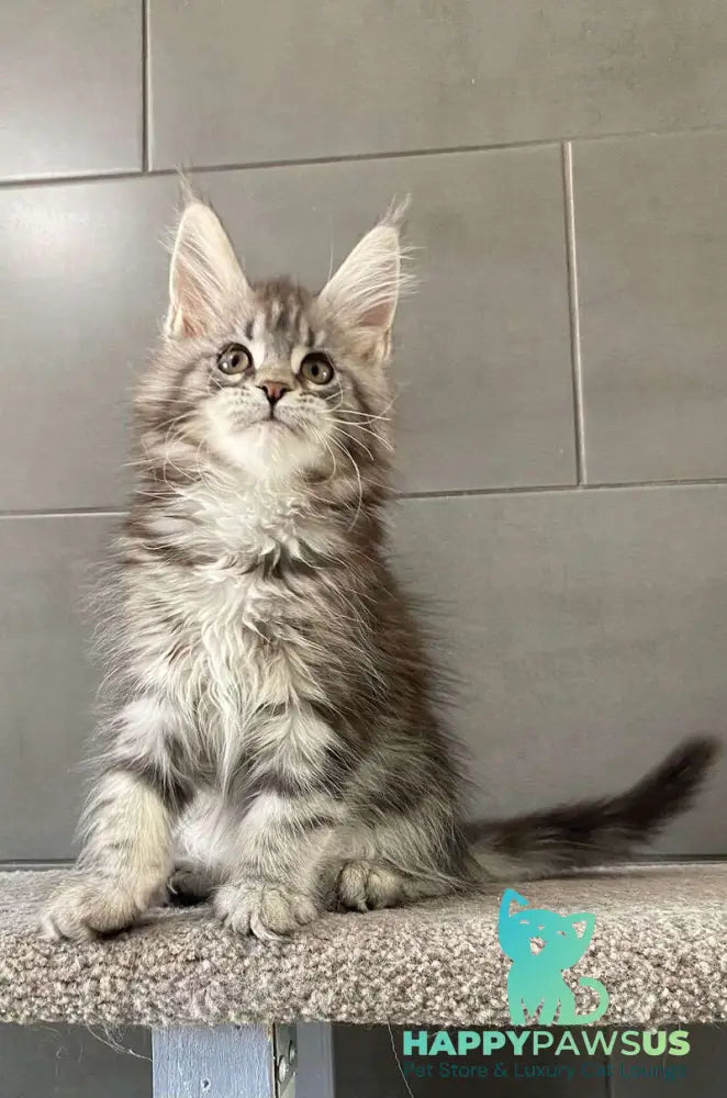 Odre Maine Coon female black silver tabby live animals