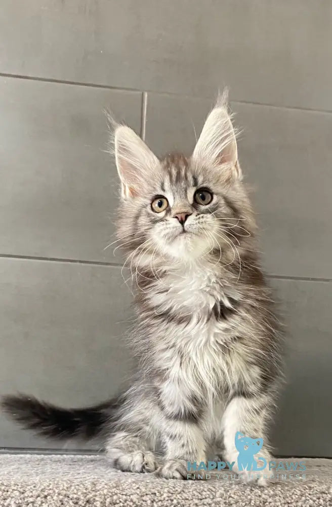 Odre Maine Coon female black silver tabby live animals