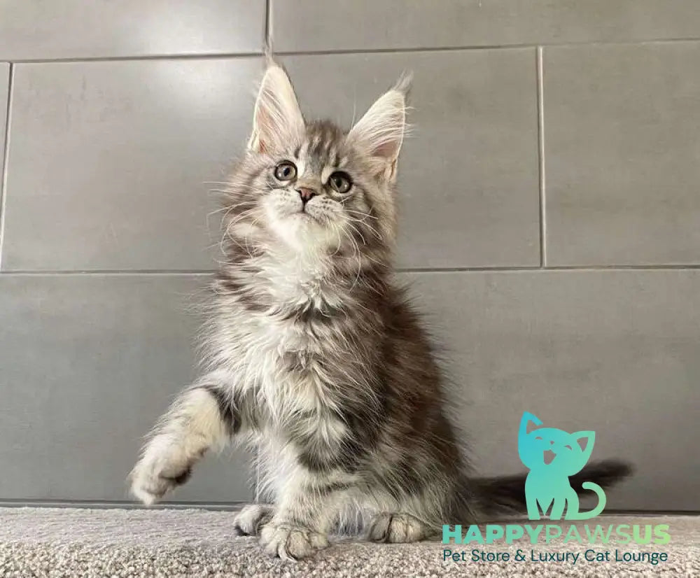 Odre Maine Coon female black silver tabby live animals
