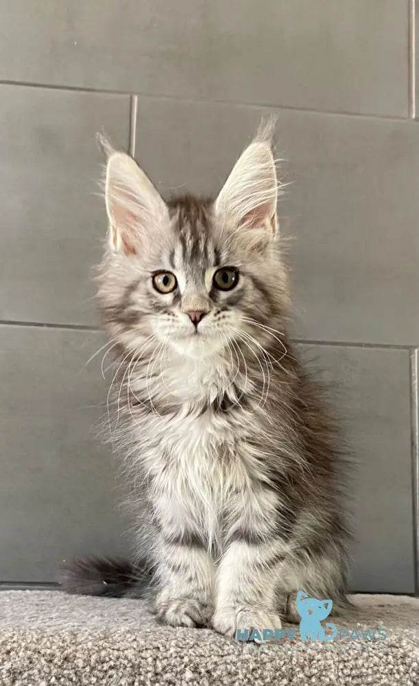 Odre Maine Coon female black silver tabby live animals