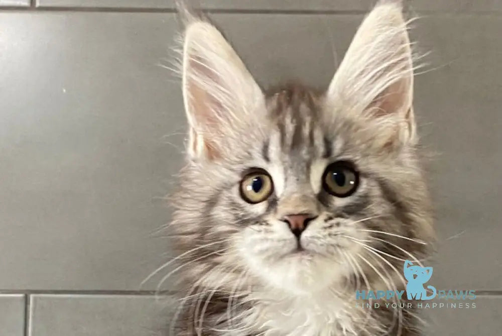 Odre Maine Coon female black silver tabby live animals