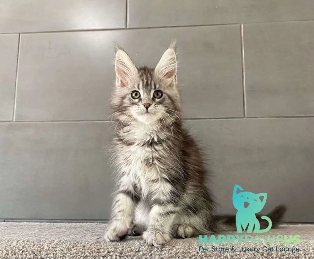 Odre Maine Coon female black silver tabby live animals