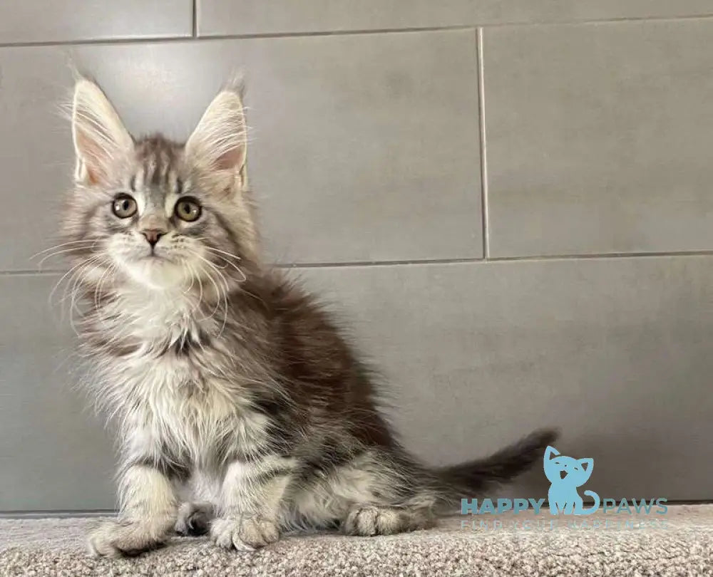 Odre Maine Coon female black silver tabby live animals