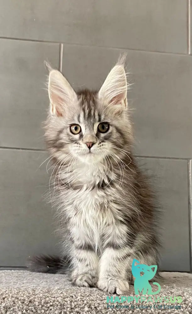 Odre Maine Coon female black silver tabby live animals