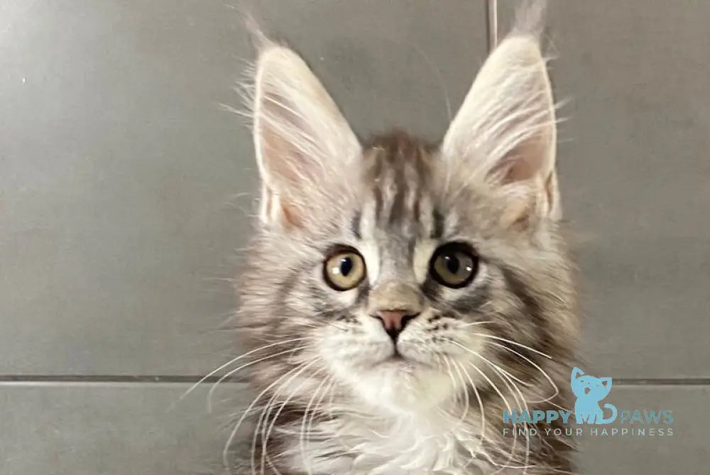 Odre Maine Coon female black silver tabby live animals