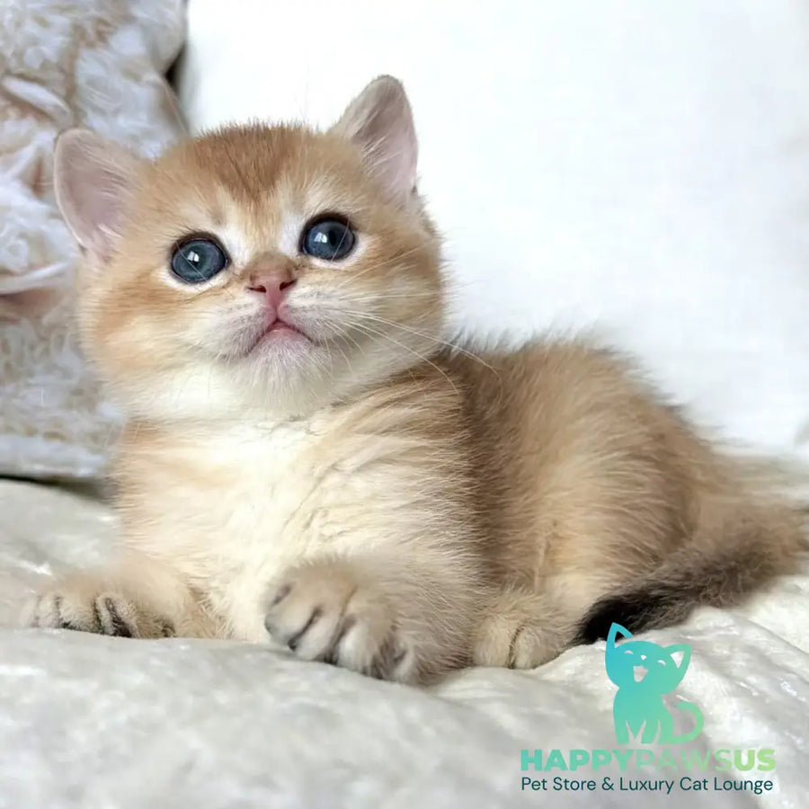 Odri British Shorthair female black golden chinchilla - live animals