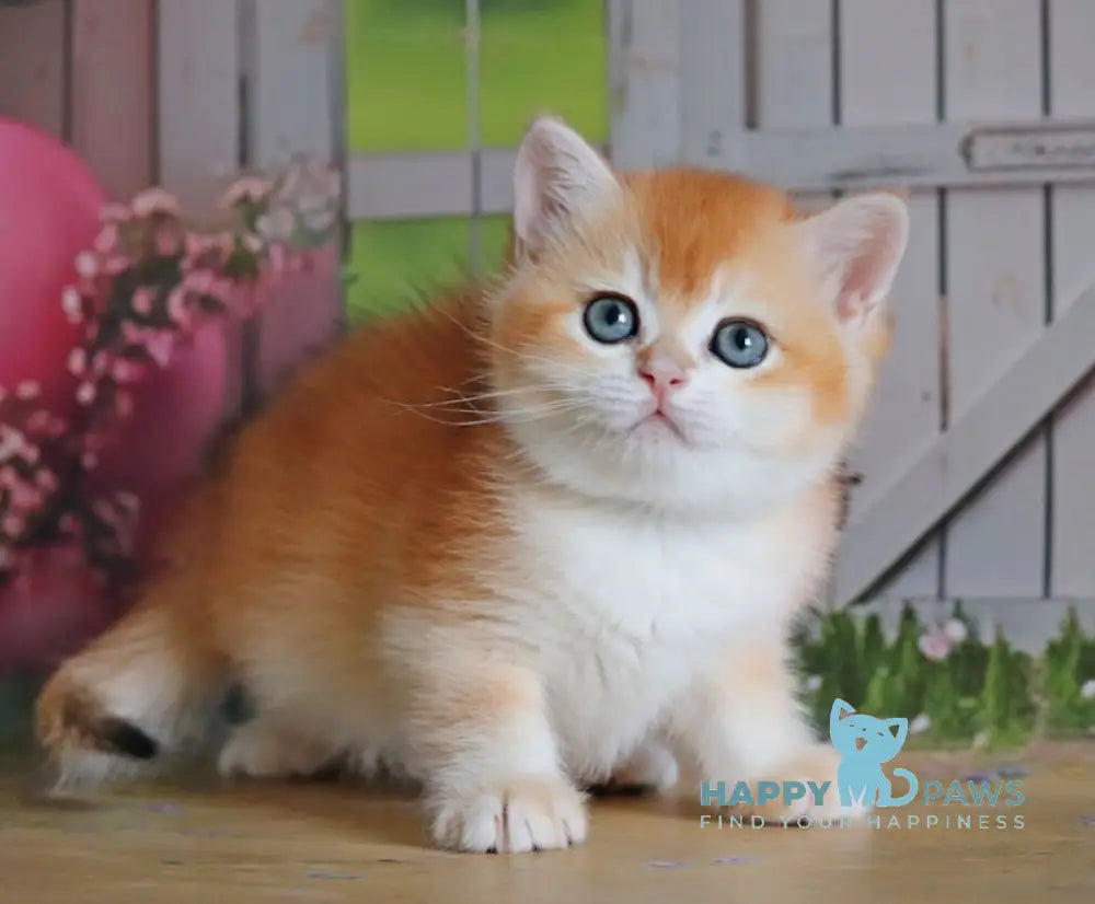 Odri British Shorthair female black golden chinchilla live animals