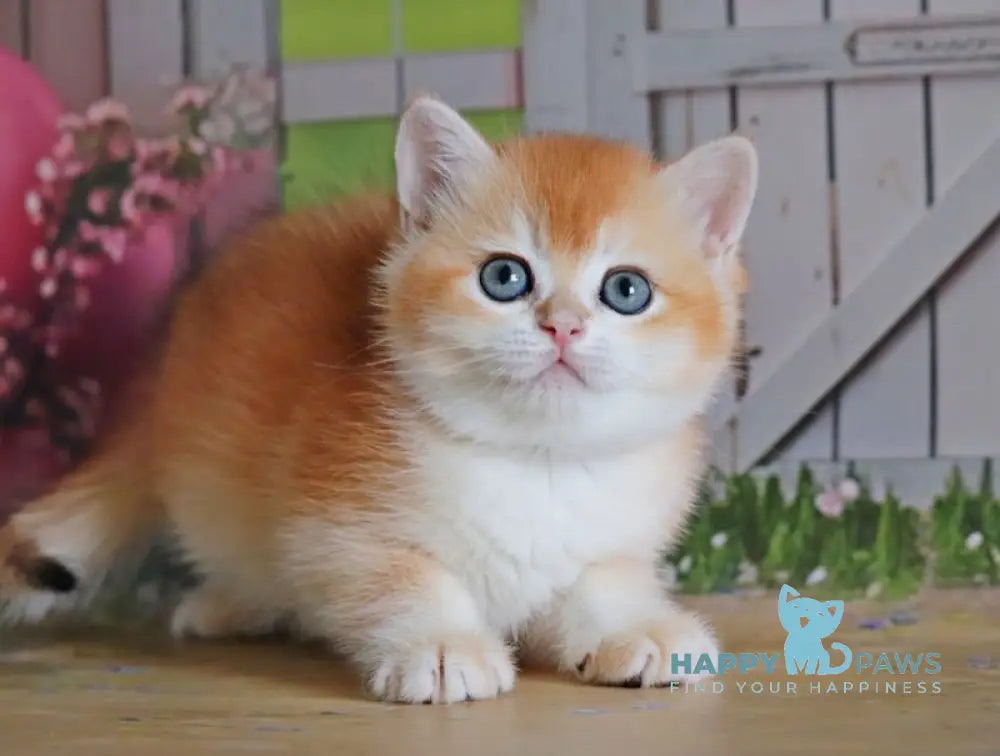 Odri British Shorthair female black golden chinchilla live animals