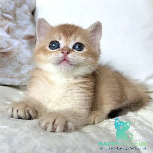 Odri British Shorthair female black golden chinchilla - live animals