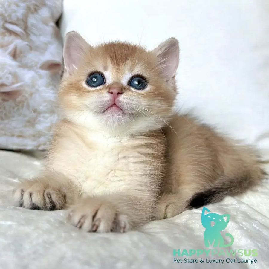 Odri British Shorthair female black golden chinchilla - live animals