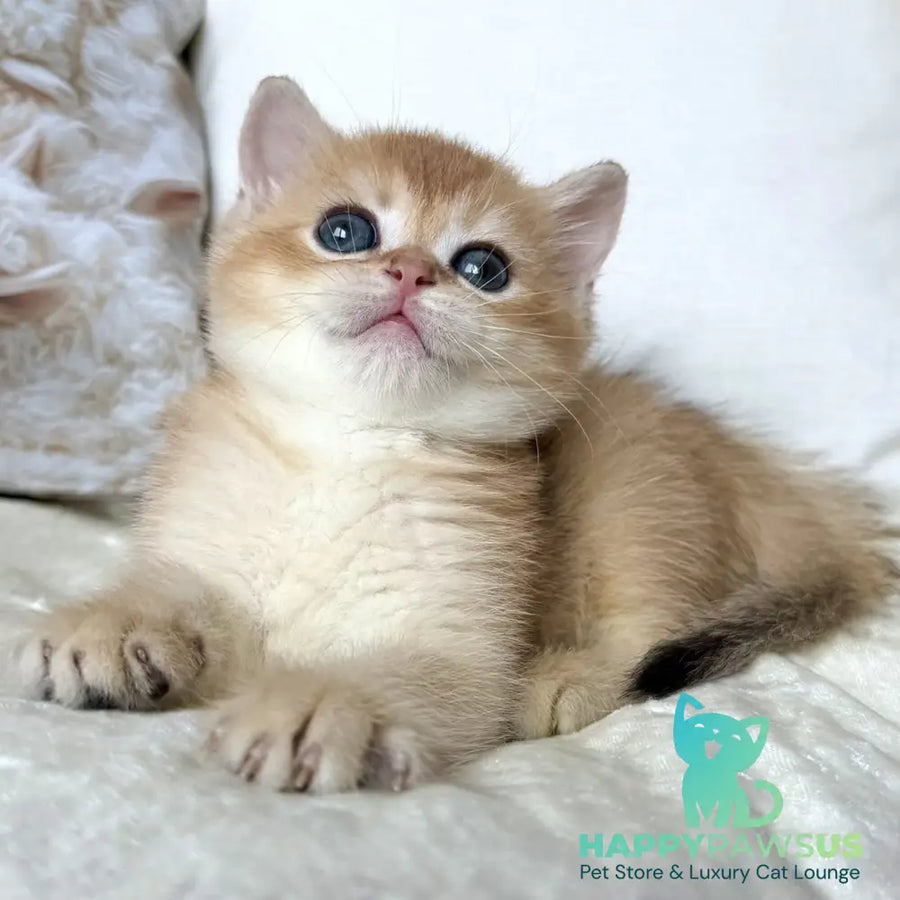 Odri British Shorthair female black golden chinchilla - live animals