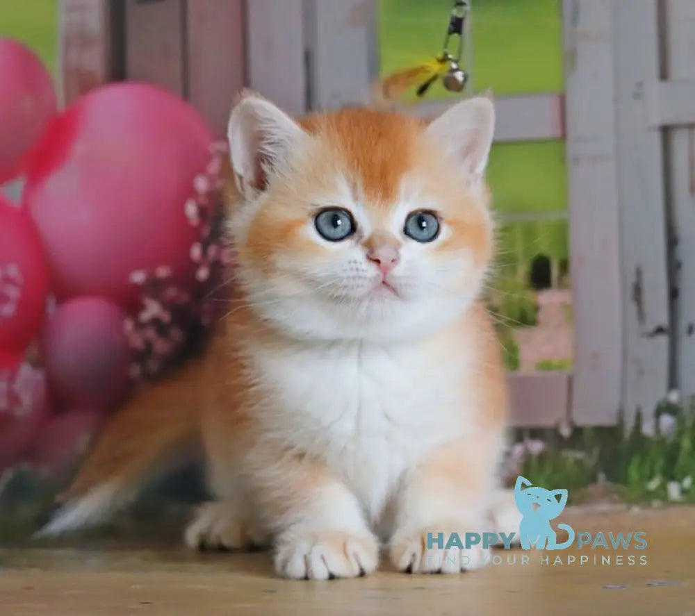 Odri British Shorthair female black golden chinchilla live animals