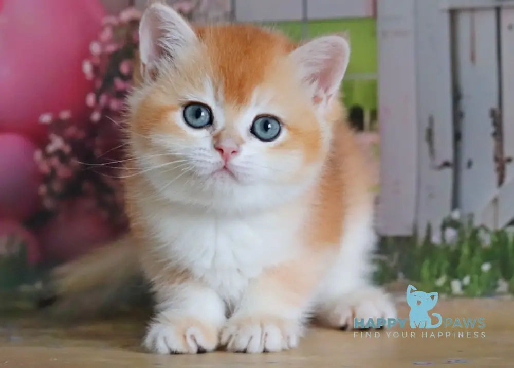 Odri British Shorthair female black golden chinchilla live animals