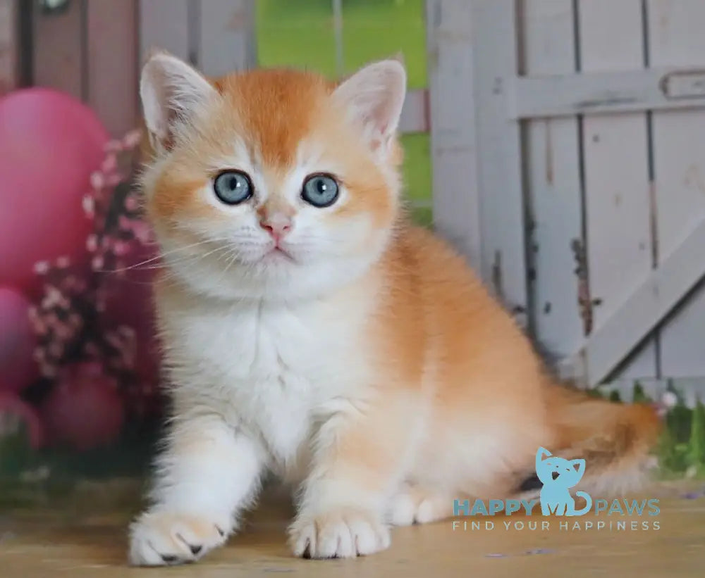 Odri British Shorthair female black golden chinchilla live animals