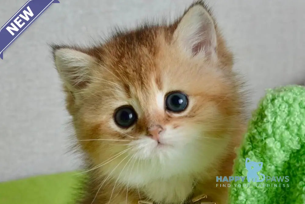 Odri British Shorthair female black golden shaded live animals